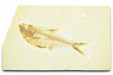 Detailed Fossil Fish (Diplomystus) - Wyoming #372312-1